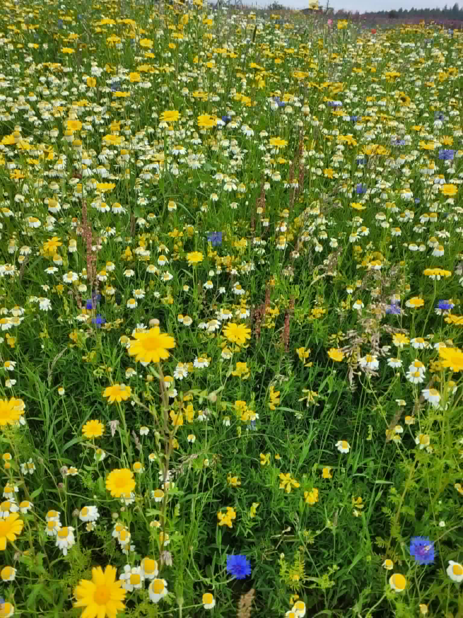 Wildflowers on the estate